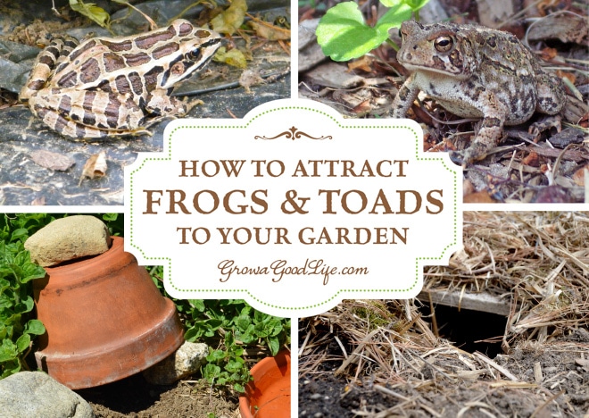 A Guide to Caring for Leopard Frogs as Pets