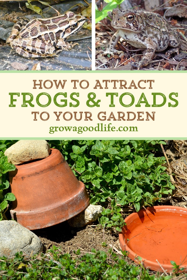 How to Attract Frogs and Toads to Your Garden