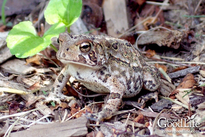 Toads raising young – Our Habitat Garden