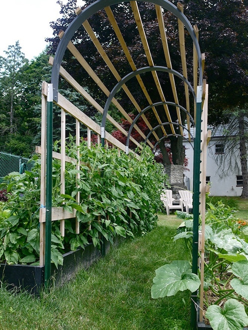 Tomato Arch Trellis at Learning and Yearning