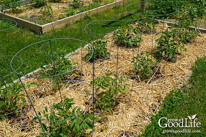 Trellising the 'maters  Vegetable garden design, Vertical vegetable  gardens, Tomato trellis