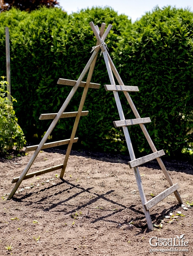 Freestanding wooden A-frame trellis in a garden bed ready to support climbing tomato plants.
