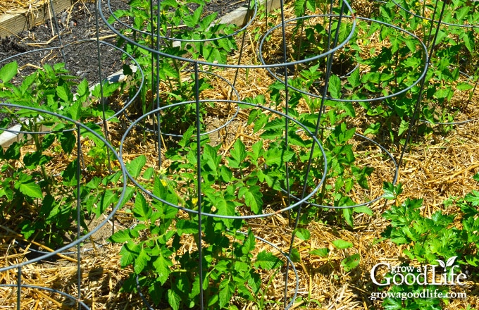 Young tomato plants growing in a raised bed supported by heavy-duty round tomato cages.