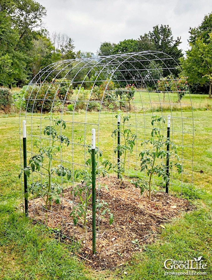 Cattle panel arch trellis installed over a garden with young tomato plants growing at the base.