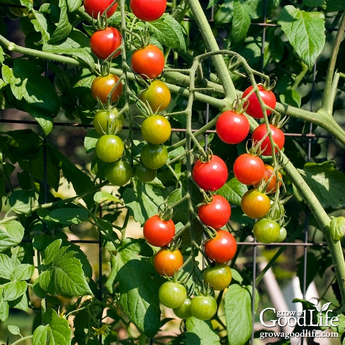 Ripe cherry tomatoes growing vertically on a sturdy wire fence trellis in a backyard garden.