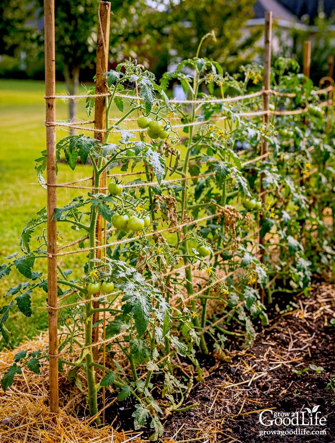 Row of tomato plants supported using the Florida weave trellising system with stakes and twine.