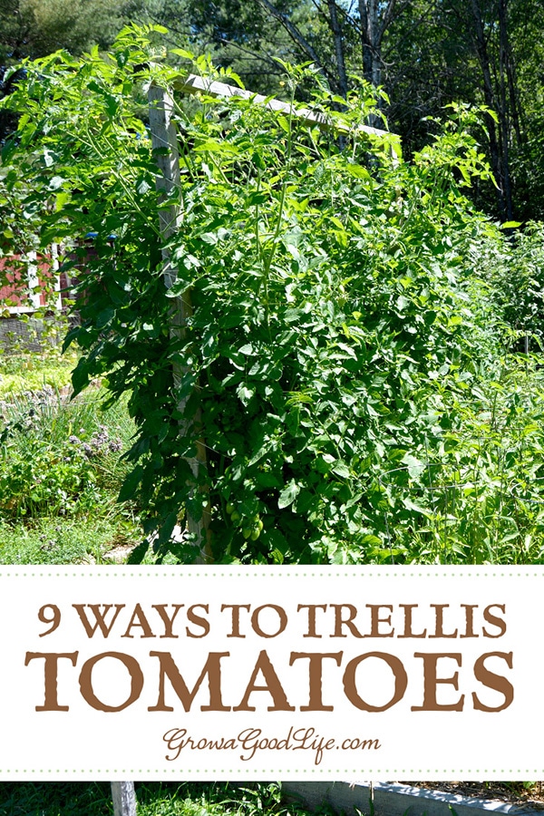 Providing support for your tomato plants helps keep the plants healthy, so they can produce maximum yields. The type of trellis support you will need for your tomatoes depends on the variety you are growing. Read on for some creative DIY tomato trellis ideas.