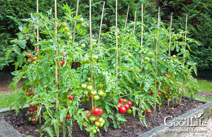 Well-pruned tomato plants in a raised bed secured to bamboo stakes with garden ties.