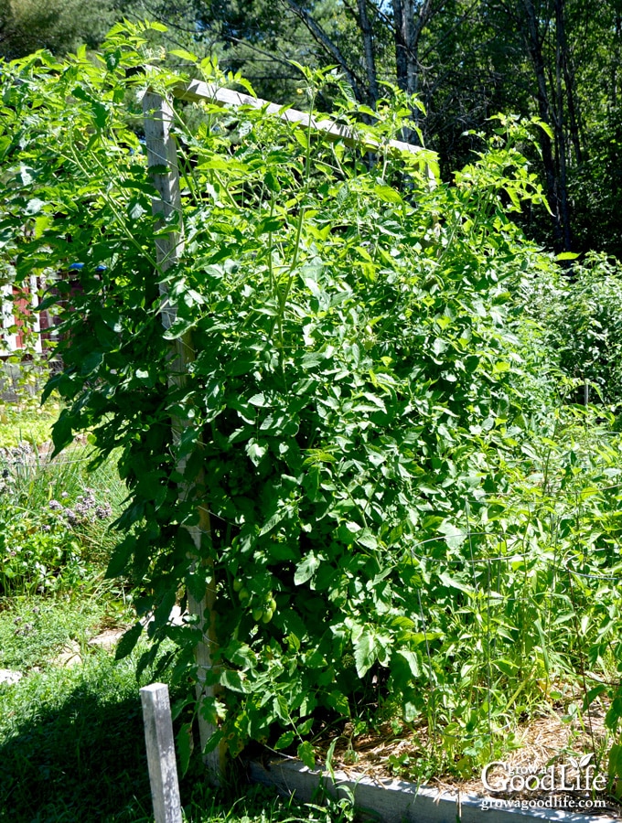 Tall upright tomato trellis filled with mature, leafy indeterminate tomato plants in a vegetable garden.
