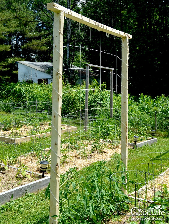 Wooden trellis frame with nylon netting attached to a square foot garden bed with young tomato plants planted at the base.