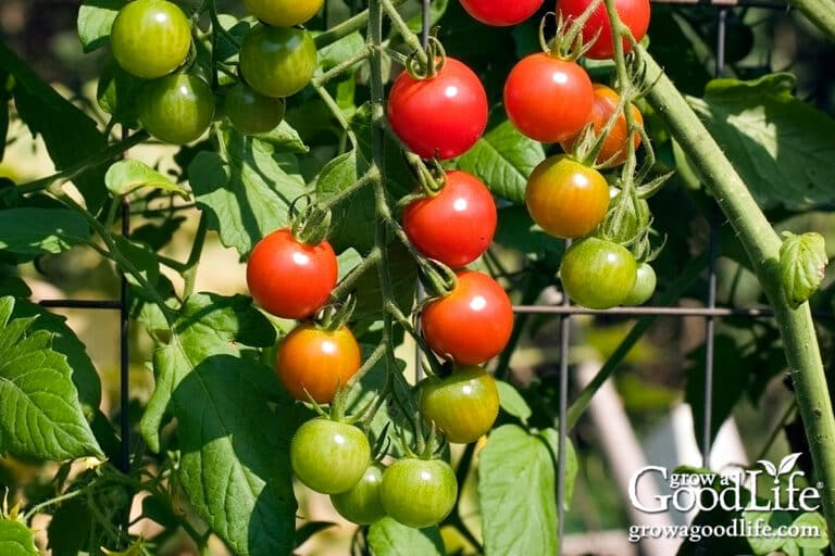 Ripening cherry tomatoes growing on a sturdy livestock wire fence panel trellis.