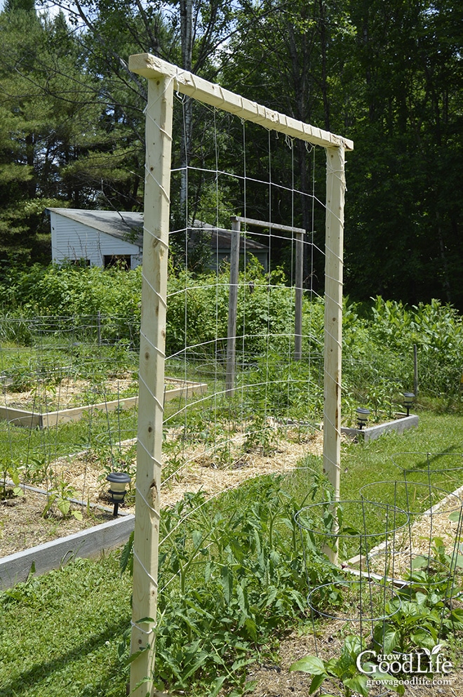 DIY Budget Tomato Trellis with String