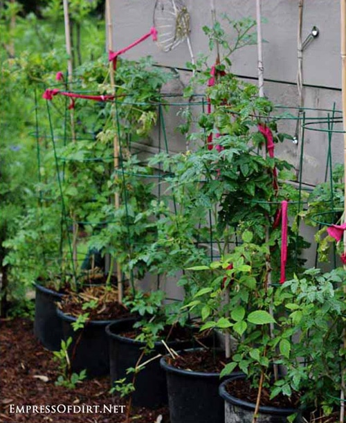 Tomatoes in pots supported with tomato cages at Empress of Dirt