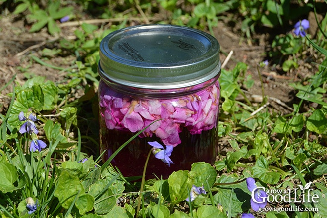 See how simple it is to infuse vinegar with a subtle violet sweetness and a purple flush of color. Wild violet infused vinegar can be used to make delicious salad dressing for spring vegetables and as a marinade for meats or grilled vegetables.