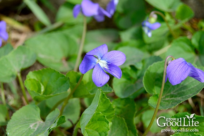 See how simple it is to infuse vinegar with a subtle violet sweetness and a purple flush of color. Wild violet infused vinegar can be used to make delicious salad dressing for spring vegetables and as a marinade for meats or grilled vegetables.