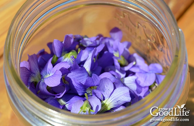 Wild violet blossoms placed in a glass jar to begin vinegar infusion.