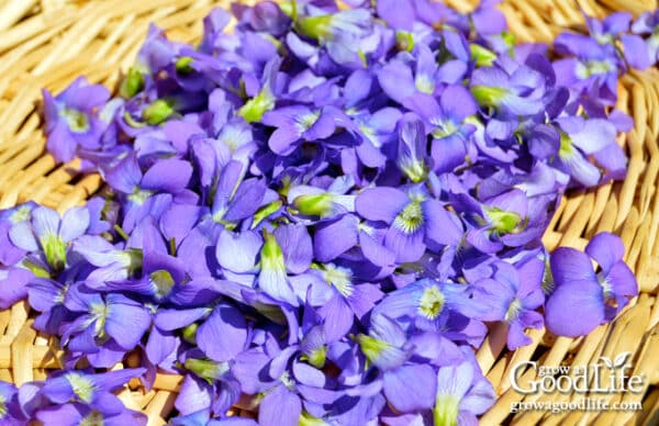 How to Make Wild Violet Vinegar (Easy Spring Infusion)