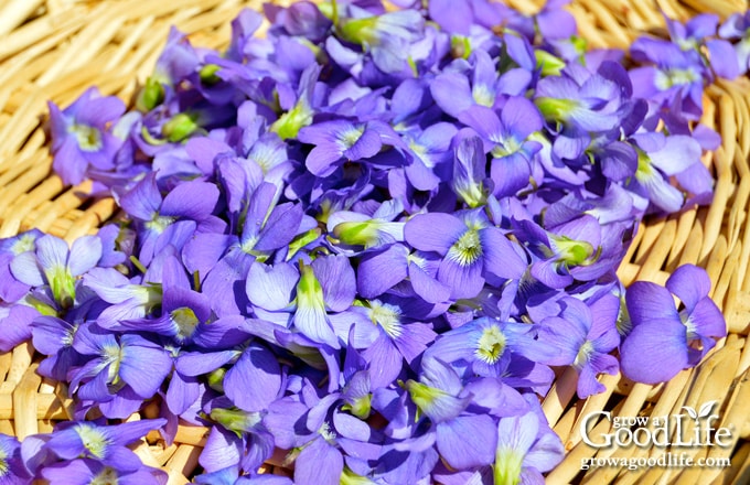 Freshly harvested wild violet blossoms collected in a basket for vinegar infusion.