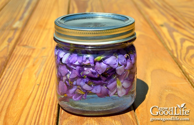 Jar of wild violet vinegar sealed with lid before steeping.