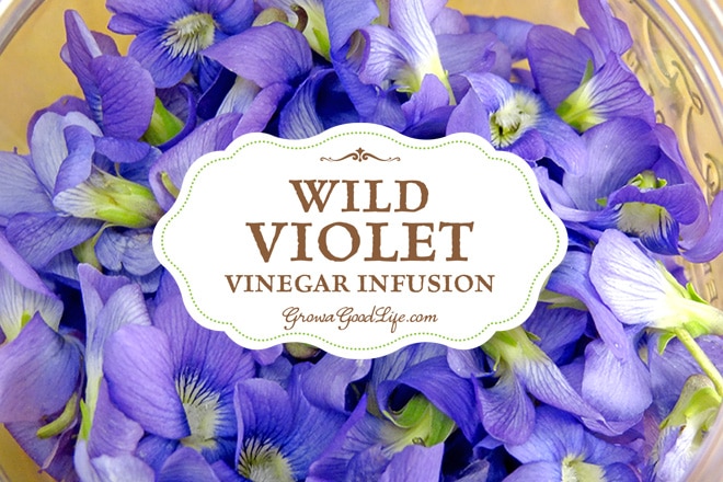 Wild Violet Vinegar Infusion