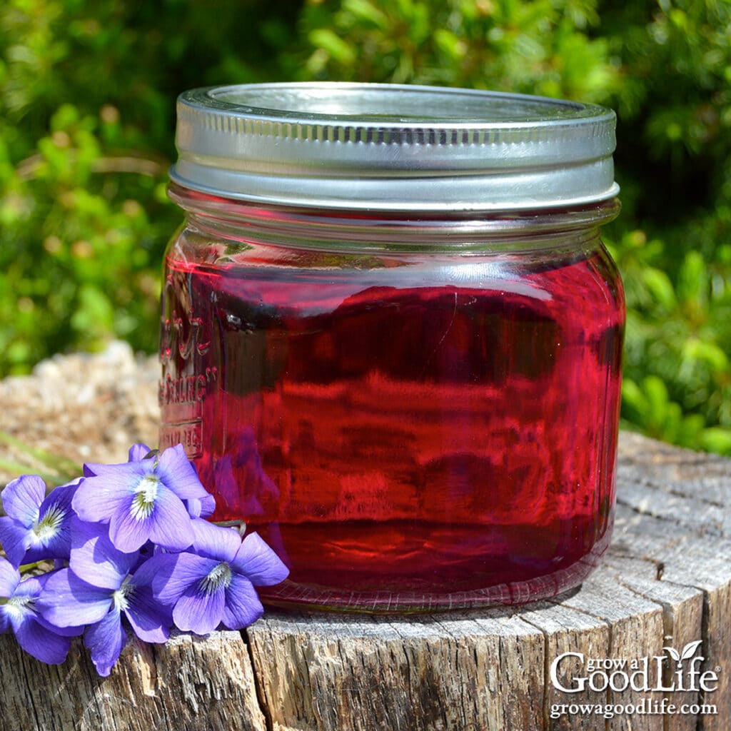A jar of finished wild violet vinegar on stump with fresh violet flowers.