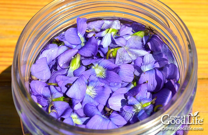 Jar of wild violet blossoms covered with warm vinegar ready to infuse.