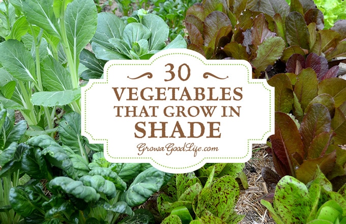 30 Vegetables That Grow In Shade