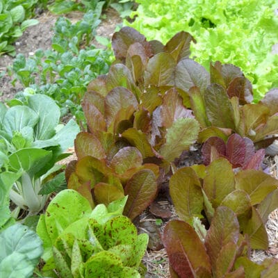 30+ Vegetables That Grow in Shade
