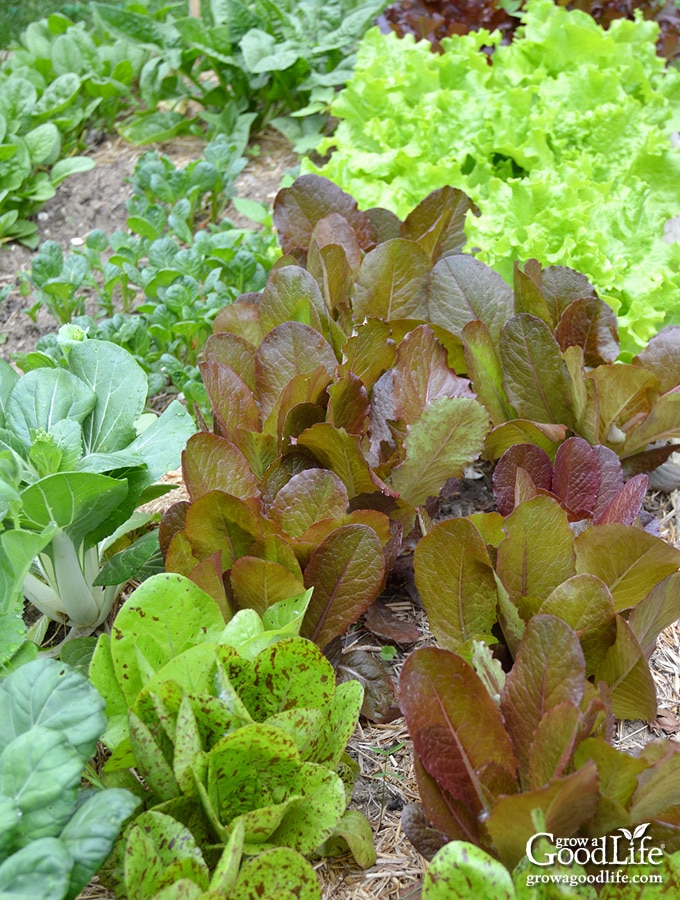 leafy greens growing in a shady area of the garden