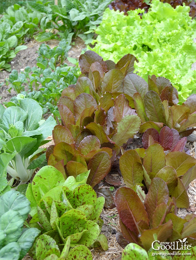 How to Grow Vegetables in Containers From Spring to Fall