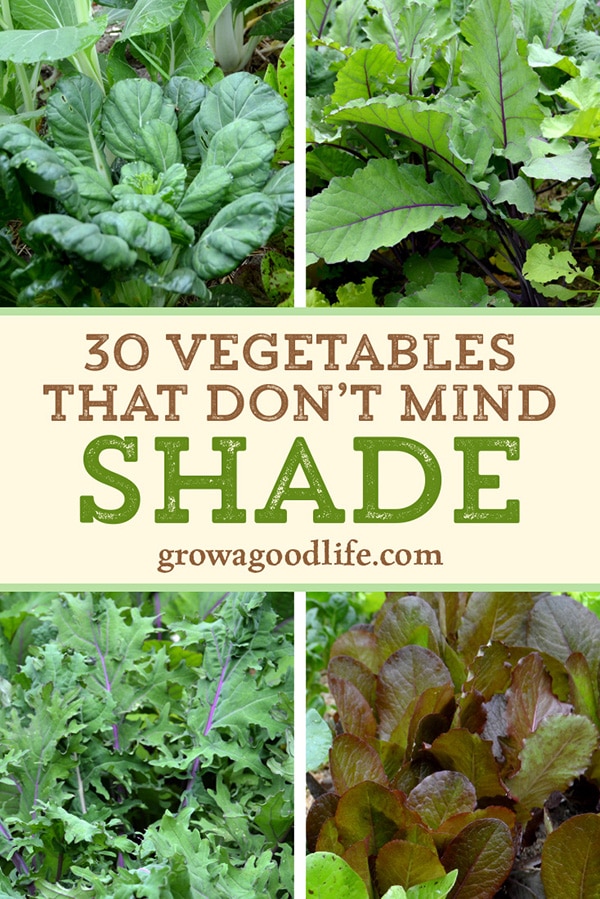 10 Edible Plants To Grow In The Shade - Sustainable Holly