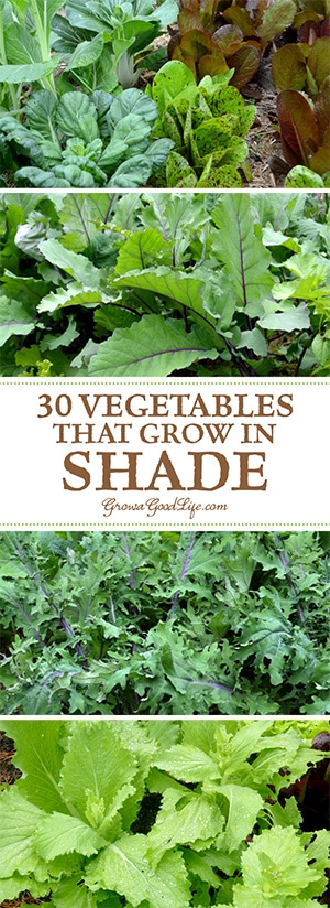 30 Vegetables That Grow In Shade