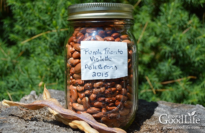 jar of bean seeds