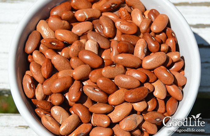 How to Save Bean Seeds to Plant Next Year