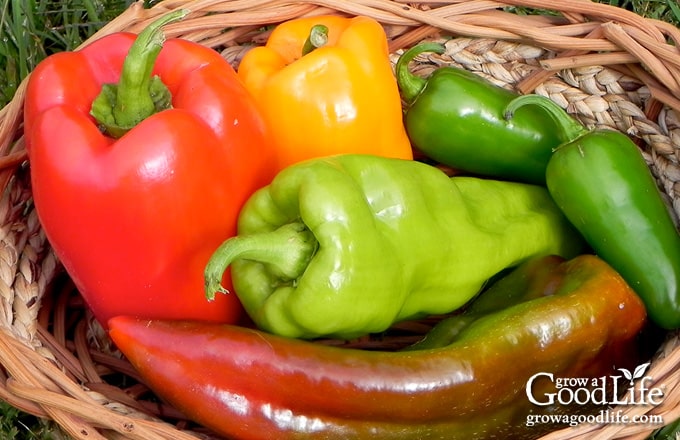 colorful pepper harvest in a basket
