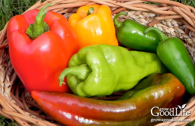 Bell Pepper Colors - Why Wont My Green Peppers Turn Red?