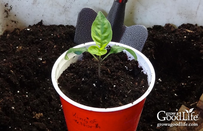 Pepper seedling potted up in red party cup.