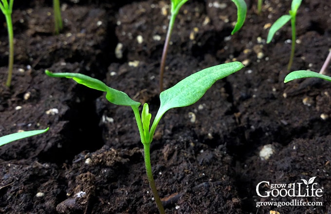 pepper seedlings under lights