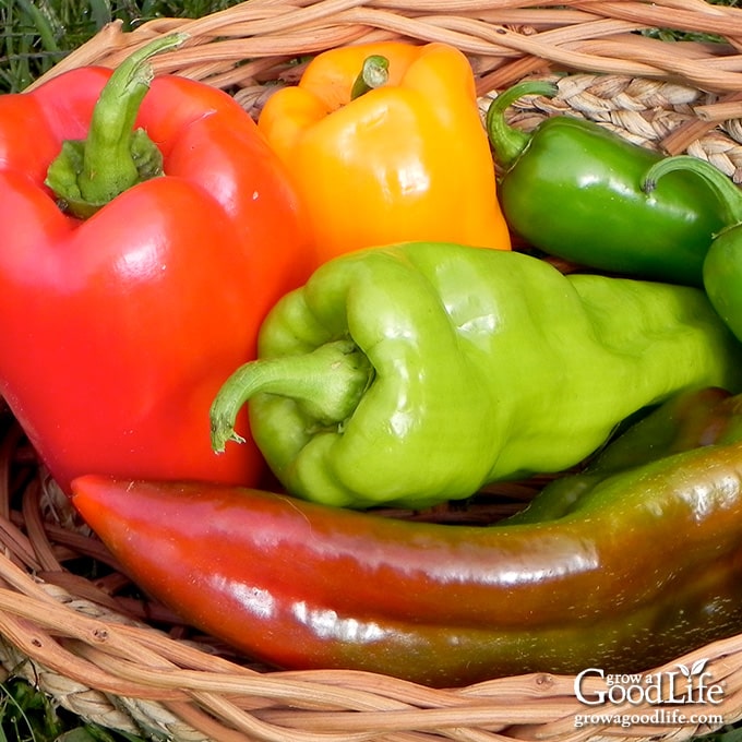 colorful pepper harvest in a basket