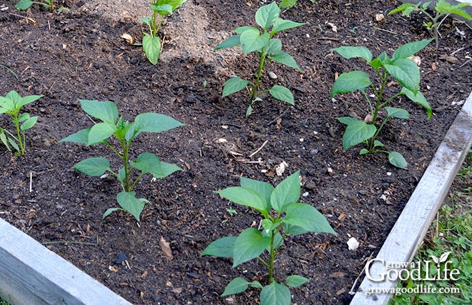 Newly transplanted pepper seedlings in a raised bed garden