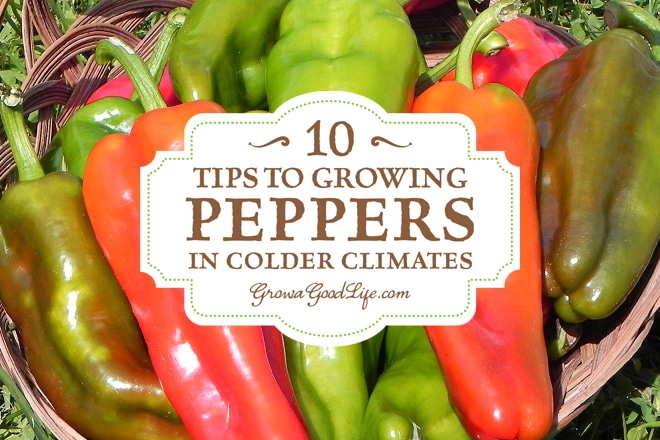 Growing peppers is possible even if you are in cooler climates. The key is to select varieties that are adapted to colder temperatures with early maturity dates, so they grow and ripen before the first fall frosts kills the plant. Read on for more tips to growing peppers in colder climates.