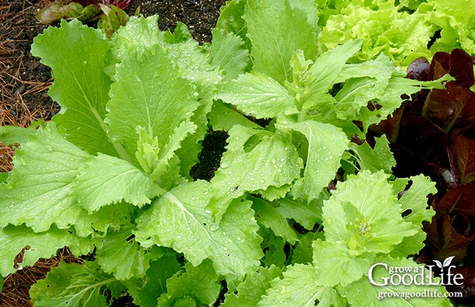 13 Vegetables That Grow in the Shade