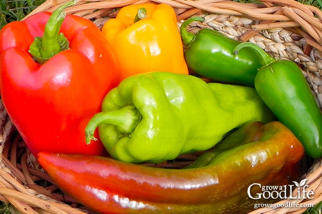 Peppers can be harvested at any stage of growth, but their flavor doesn't fully develop until maturity.