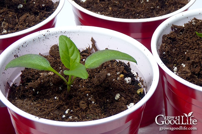 Once the peppers true leaves develop, pot up the seedlings into 4-inch containers.
