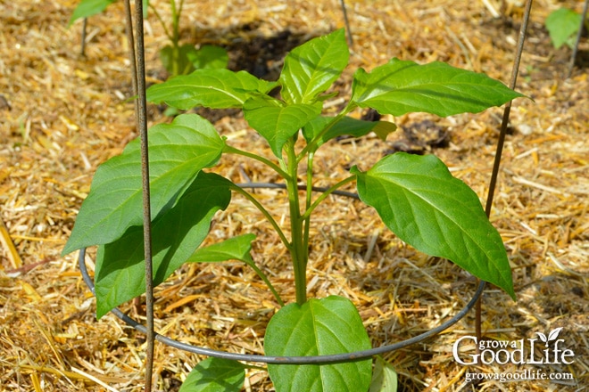 young pepper plants in the garden mulched with straw.