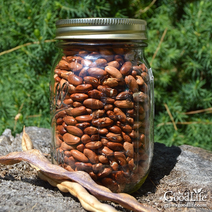 jar of saved bean seeds