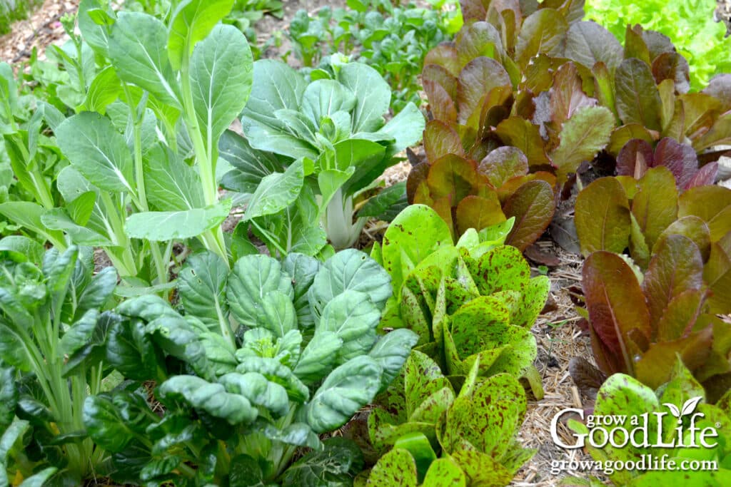 Tatsoi plant growing in a garden bed among other leafy greens.