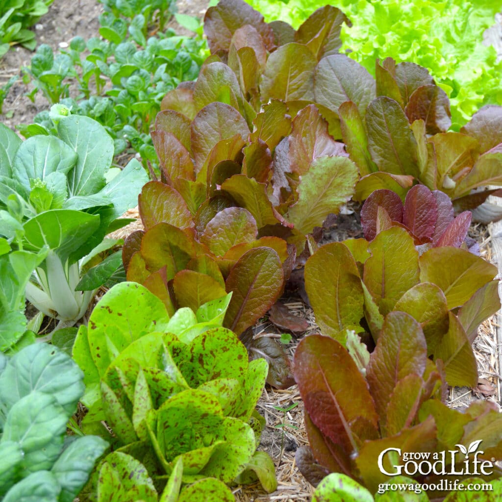 Leafy greens growing in a partially shaded vegetable garden with dappled sunlight.