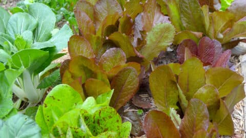 Leafy greens growing in a partially shaded vegetable garden with dappled sunlight.