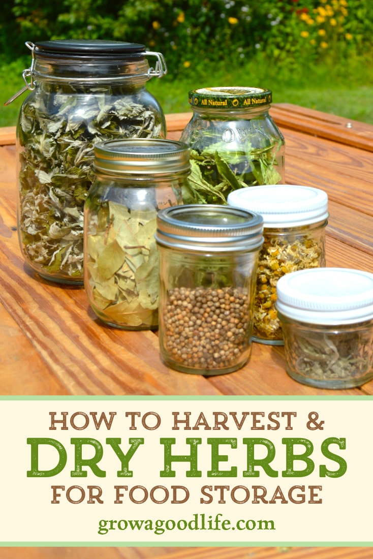 How to Harvest and Dry Herbs for Storage